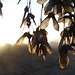 Fruchtblätter eines Ahornbaumes in der Morgensonne