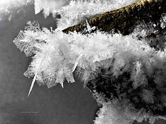 Eisblumen - ice flowers