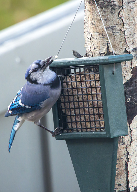 Blue Jay Playing with Food