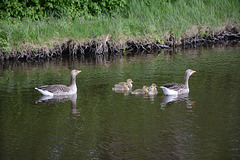 Denmark, Frederiksborg Castle Park, Goose Family