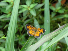 Pearl crescent butterfly