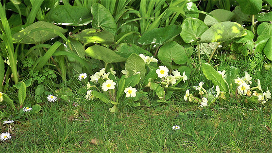 The primroses in my top lawn