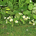 The primroses in my top lawn