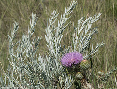 sage and thistle