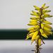 Aloe vera flower