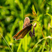 Meadow brown butterfly