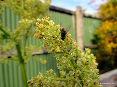 Fly On  Seeded Vegetable