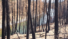 Burned Forest near Adams Lake, BC Canada