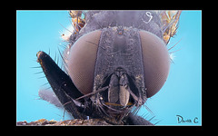House Fly Portrait