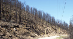 Burned Forest near Adams Lake, BC Canada