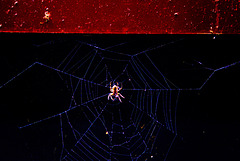 die sitzt da wie die Spinne im Netz