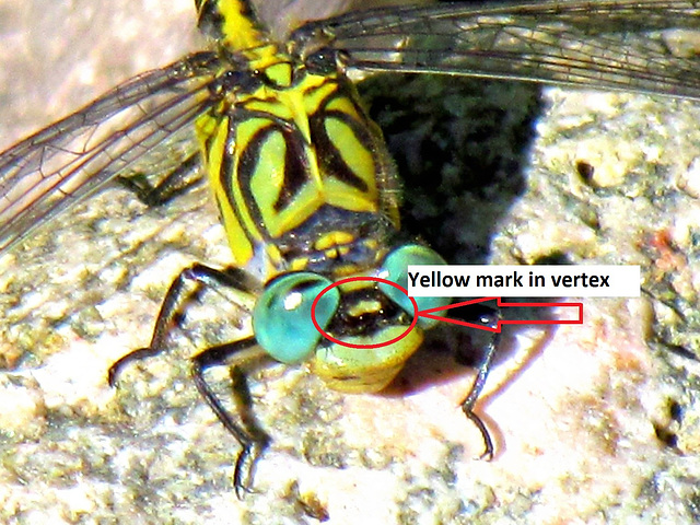 Yellow mark in vertex