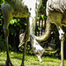 20170527 1752CPw [D~LIP] Emu, Vogelpark Detmold-Heiligenkirchen