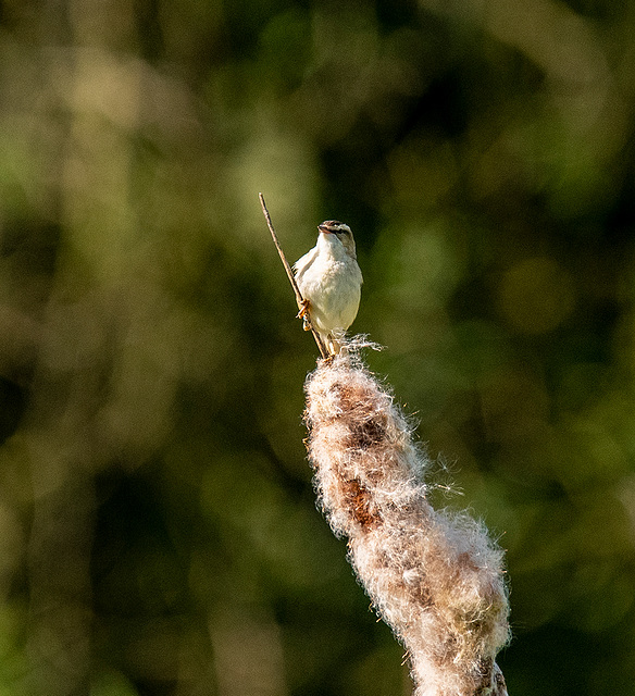 Sedge warbler