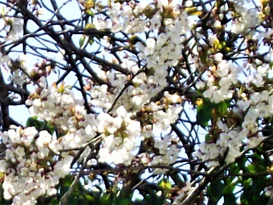 This is a very prolific blossom tree