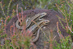 Common Lizards