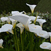 DSC 0564ac White Anthuriums