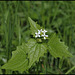 Alliaire-Alliaria petiolata (3)