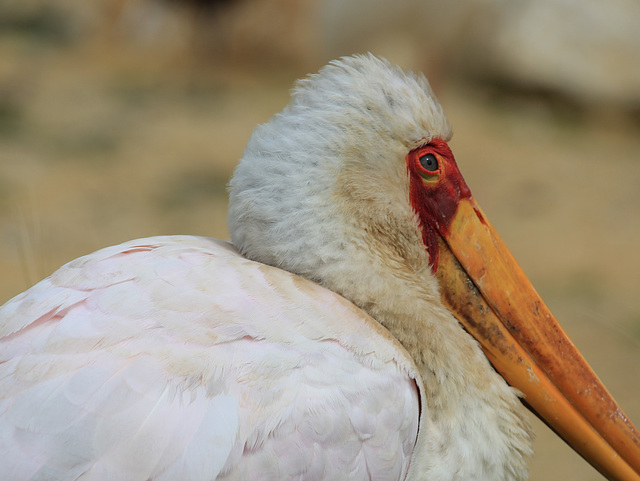Tantale ibis, Parc des Oiseaux, Villars-les-Dombes (France)