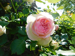 Rose de Ronsard