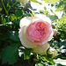 Rose de Ronsard