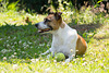 Jack Russell Terrier Rico DSC09782