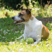 Jack Russell Terrier Rico DSC09782