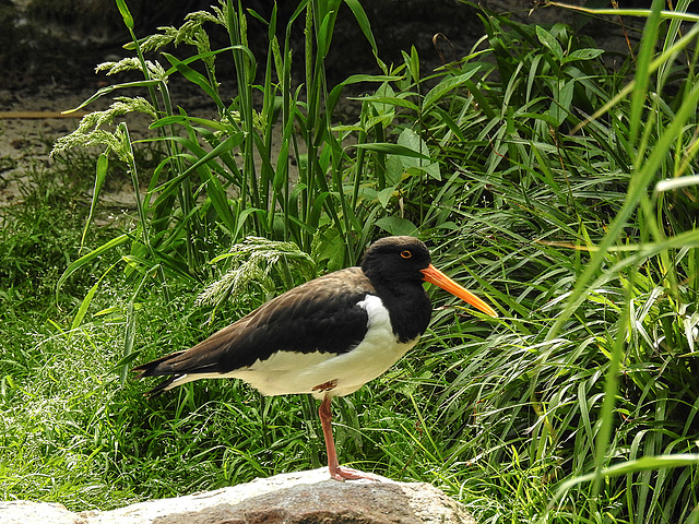 20170615 2009CPw [D~MS] Austernfischer, Zoo Münster