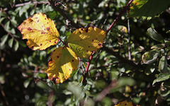 Feuille d'automne, Rubus fruticosus