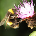 BumblebeeIMG 4900
