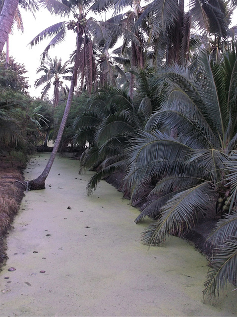 Cocotiers marécageux / Marshy coconut trees