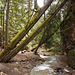 The trail at Margaret Falls near Salmon Arm, BC Canada