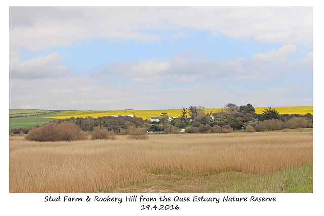 Stud Farm & Rookery Hill from the Ouse Estuary Nature Reserve - 19.4.2016