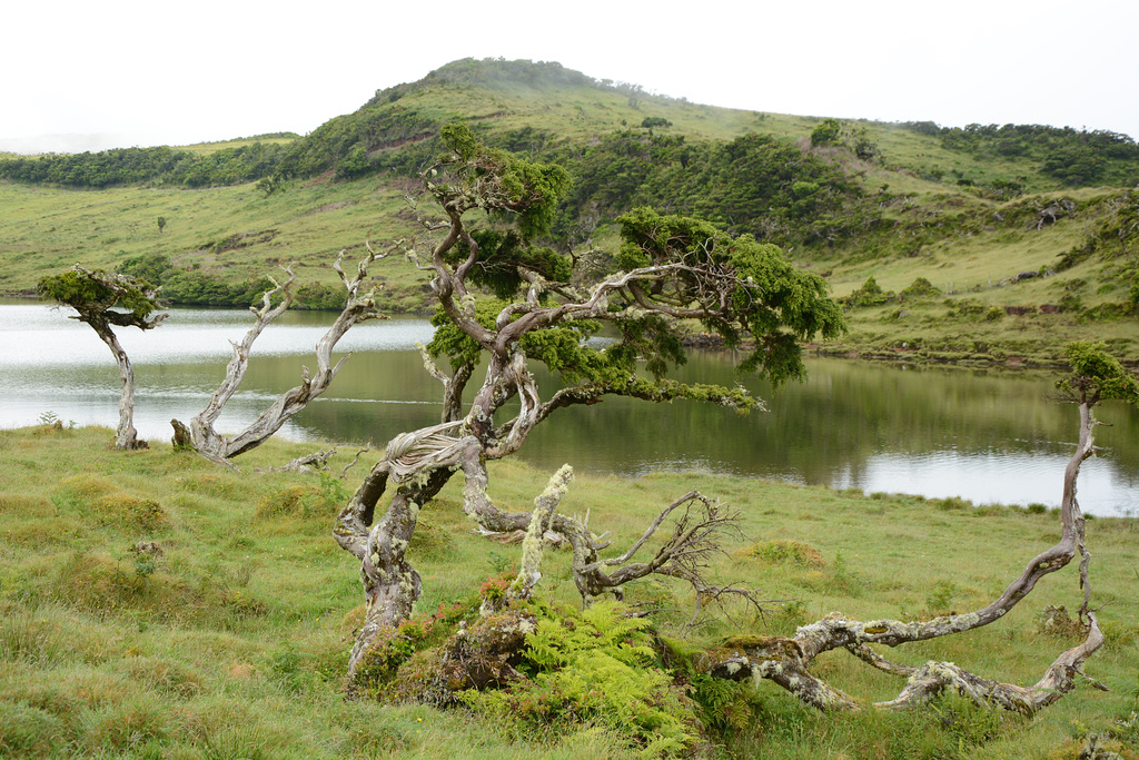 Azores, Lake in the Overgrown Lava Fields of the Pico Volcano