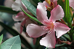 MG 2789. Laurier Nerium oleander (blog)