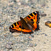 Tortoishell butterfly