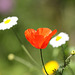 Common Field Poppy (Papaver rhoeas)