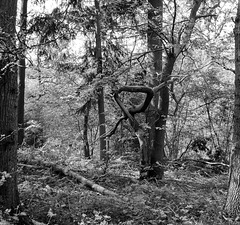 A contorted tree in B&W