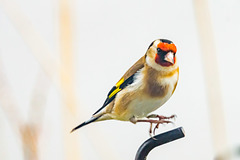 Goldfinch Landing