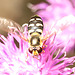 IMG 4932Hoverfly