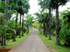 Le Tampon (974 Ile de la Réunion). 25 juin 2021. Parc des Palmiers