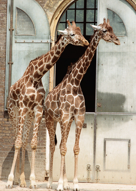 The Giraffe House - London Zoo, 1982