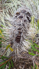 Banksia man