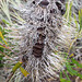 Banksia man