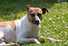 Jack Russell Terrier Rico DSC09799