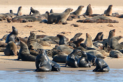Namibia, The Herd of Brown Fur Seals on the Shores of Walvis Bay