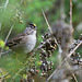 Golden-crowned sparrow in a bush