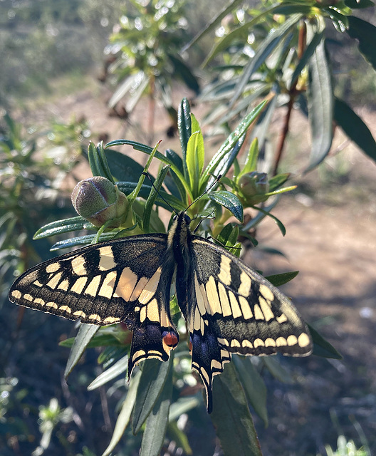 Danaus plexippus, Borboleta-monarca