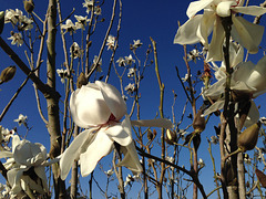 Winter Magnolias