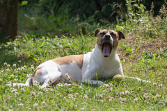 Jack Russell Terrier Rico DSC09802
